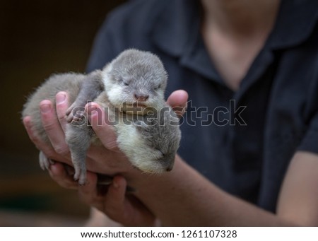 Baby Otters held in hand