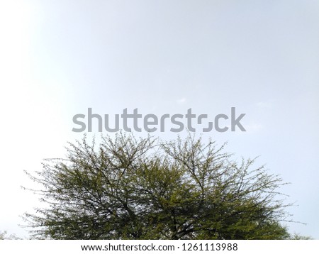 Indian babul tree and the blue sky