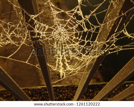 A frosen cobweb on a bridge in the sun