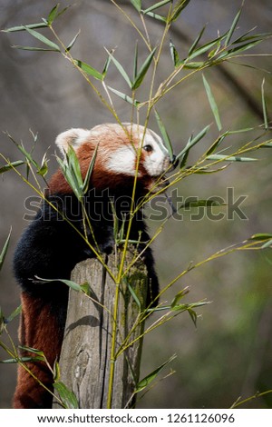 Little red panda