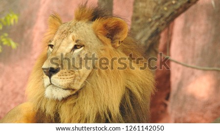 African Lion closeup look, A detailed view of the jungle king sitting on rock. Amazing view of lion in golden color with out-focus background with woods in forest.. side view of a lion.