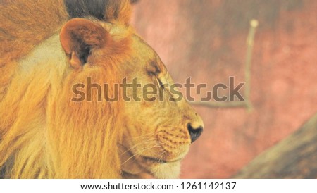 African Lion closeup look, A detailed view of the jungle king sitting on rock. Amazing view of lion in golden color with out-focus background with woods in forest.. side view of a lion.