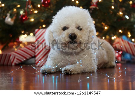 Bichon Frise. Bichon Frise Christmas Portrait. 27 pound rescue dog. Bichon dog under a Christmas tree with blue lights.  Christmas tree background.
