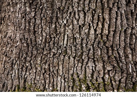 Tree bark texture Royalty-Free Stock Photo #126114974