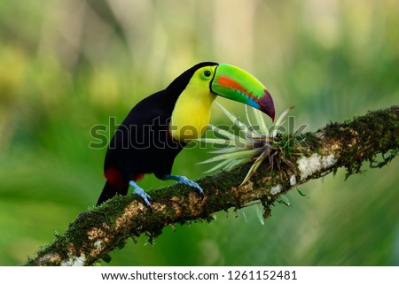 Keel-Billed Toucan (Ramphastos sulfuratus), sitting on the branch in the nature. Costa Rica - Image