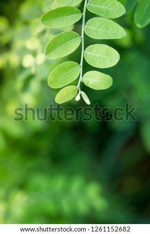 close up abstract nature green leaves plant with bokeh on the background can be illustrated as a background or put text 