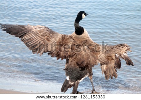 Canada Goose with half of wing missing
