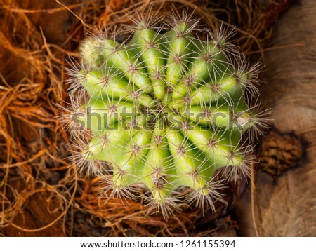 (Top view image) Small cactus in flowerpot.