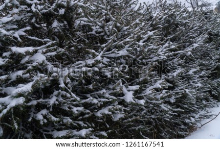 winter forest snow christmas tree frozen nature road ice