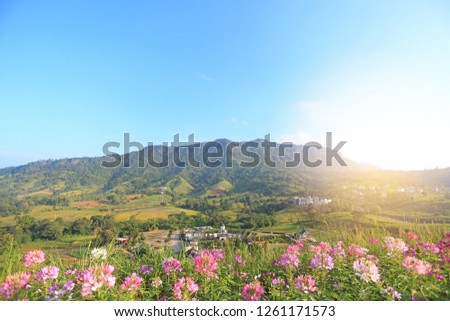 Beautiful landscape view of flower with blue sky mountain and village in Thailand.
