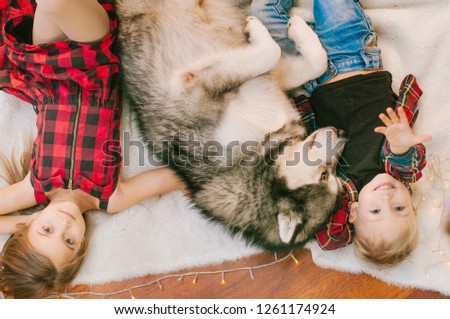  Little cute baby with blond hair his older sister having fun at home with a dog Malamute at home in a decorated room for Christmas