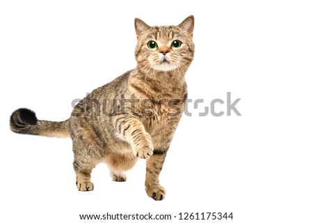 Portrait of charming curious cat Scottish Straight standing with raised paw isolated on white background