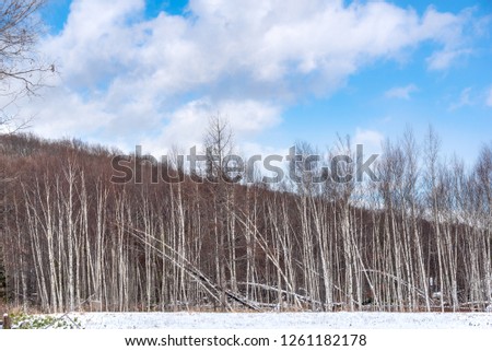 Trees in the park or the woods in winter snow.Hokkaido,Japan