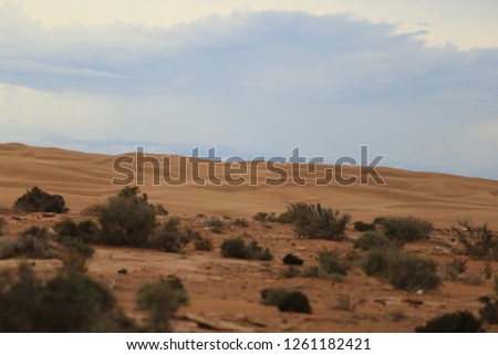 desert beach of Morocco