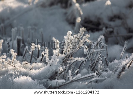 frozen grass in winter 