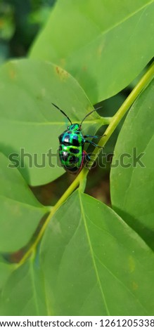Green ladybug picture