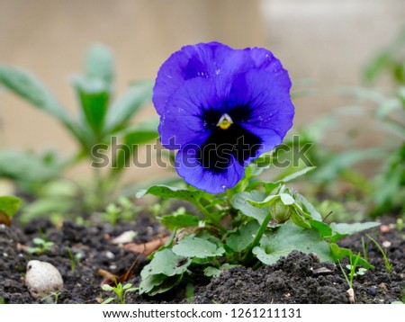 Pansy, violet and black flower, in its green foliage