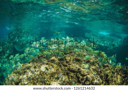 Beautiful fish swimming along the reef in the Hawaii Islands