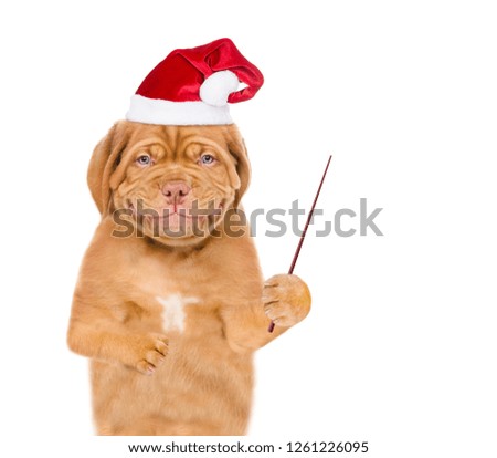 Smiling puppy in christmas hat holding pointing stick and pointin away on empty space. isolated on white background