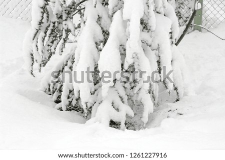 Tree branches snow covered green winter white sky