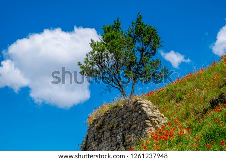 a lonely tree in the middle of a poppy field