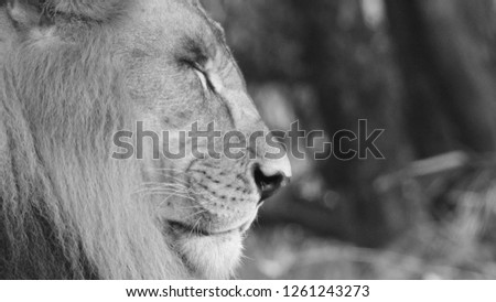 Black and whit lion strange look in forest with out-focus background. Amazing African lion in detailed side look, the jungle king and the predator strange look.