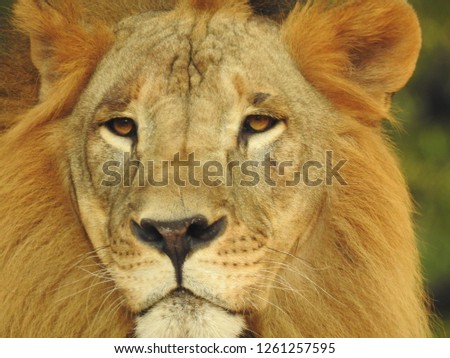 Extreme close-up of African lion in golden color looking close to camera, with amazing out-focus green leaves and trees in background in forest. Jungle king mighty lion detailed look.
