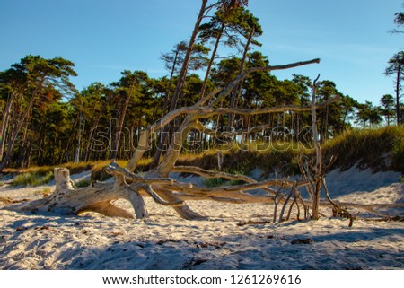 Dead tree on the western beach