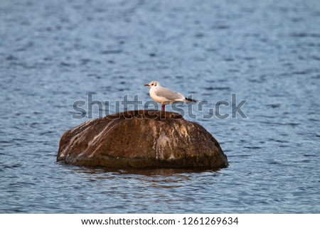 Black-headed Gull stands on a stone