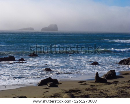 A elephant seal posed like a rock off a misty ocean shore