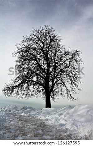Silhouette of tree on the snow covered hill.