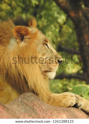 Lion resting on rock a close-up look with isolated background and covered with trees in forest. Gold color in amazing view with green leaves and trees. portrait of a big lion in South Africa