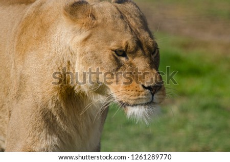 A lion in profile