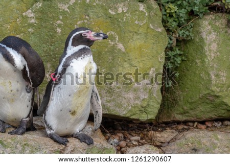 Humboldt Penguins swim and rest