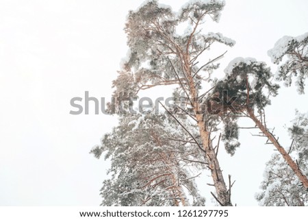 low angle view of snowy winter forest and clear sky
