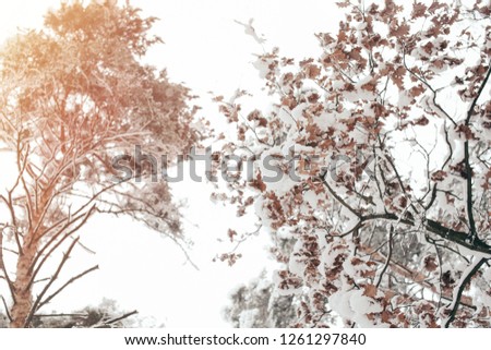 low angle view of snowy tree in winter forest