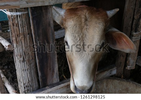 close up of brown cow's face in local farm.