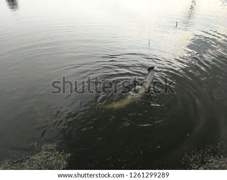 Pike fishing on the lake. Fishing recreation