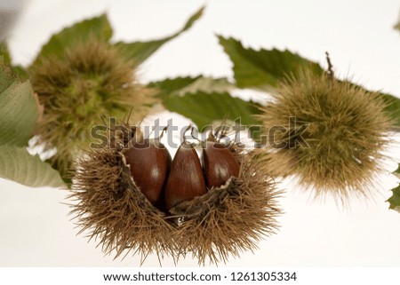 natural chestnut with leaf
