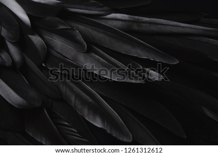 Black wing feathers detail, abstract dark background Royalty-Free Stock Photo #1261312612