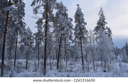 Beautiful snowy forest nature - landscape view in winter season - strong sunset lights in the sky in the background - postcard - Kongsvinger, Norway