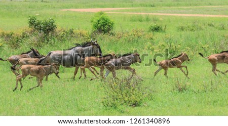 Wildebeests in the Mikumi National Park, Tanzania