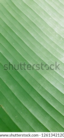 a diagonal stripe on the banana leaf