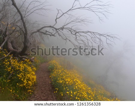 Mystical dead tree in fog surrounded by yellow flowers, Madeira Island, Portugal
