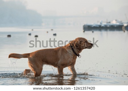Labrador Dog Walk Winter