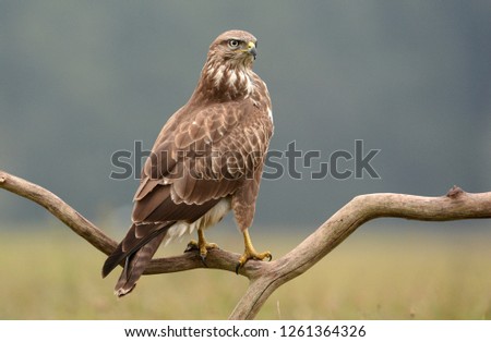 Common buzzard (Buteo buteo) Royalty-Free Stock Photo #1261364326