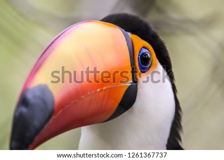 focus on the eye of the toucan