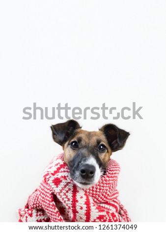 Cute little puppy in white and red winter scarf. Portrait of young fox terrier dog in winter clothes at studio background
