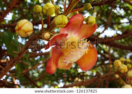 flower of cannonball tree.