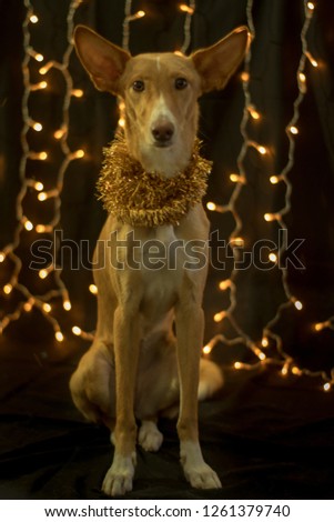 dog posing for the christmas and colours light